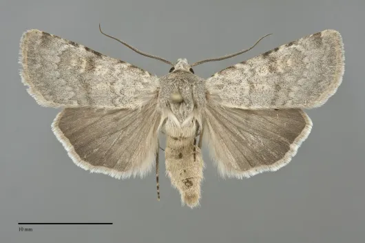 Euxoa lucida