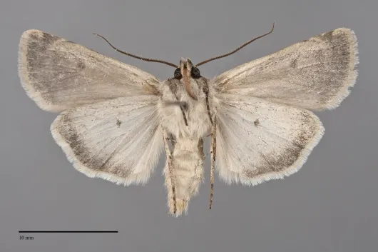 Euxoa lucida