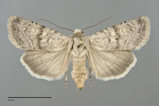Euxoa lucida