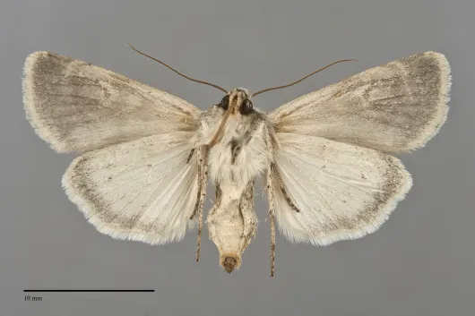 Euxoa lucida