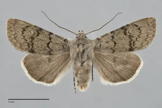 Euxoa macleani