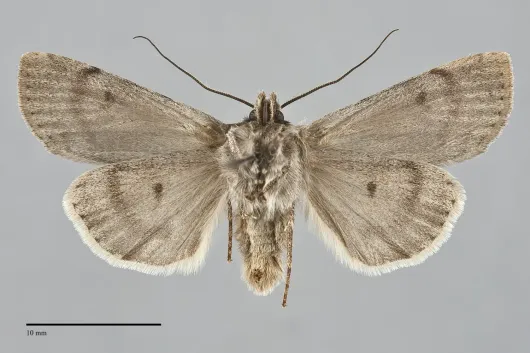 Euxoa macleani