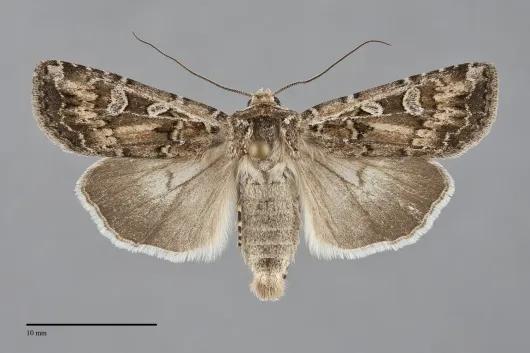 Euxoa manitobana