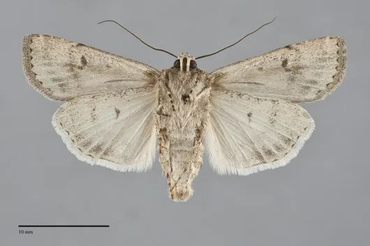 Euxoa manitobana