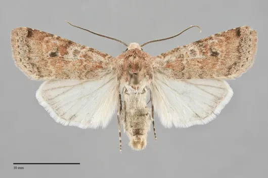 Euxoa medialis