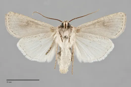 Euxoa medialis