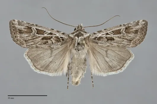 Euxoa melura