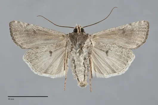 Euxoa melura