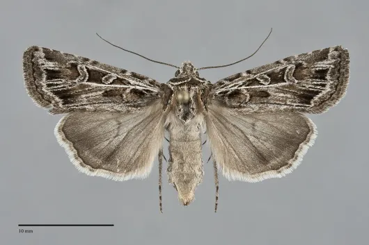 Euxoa melura