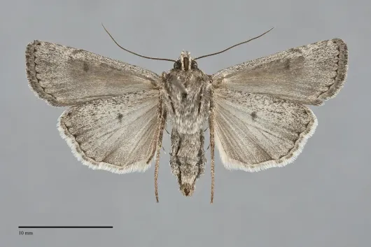 Euxoa melura