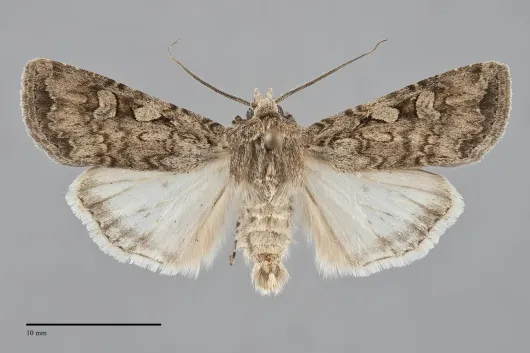 Euxoa messoria