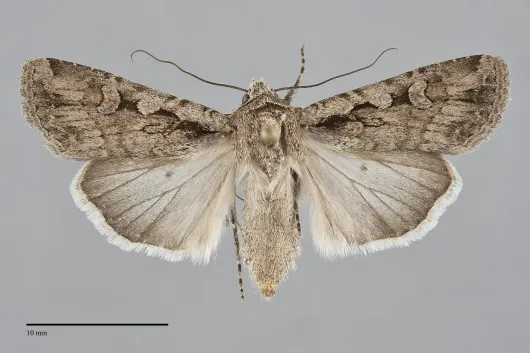 Euxoa messoria