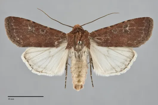 Euxoa mimallonis