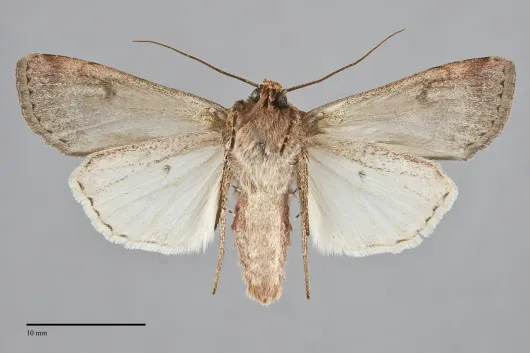 Euxoa mimallonis