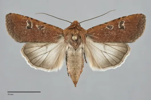 Euxoa mimallonis