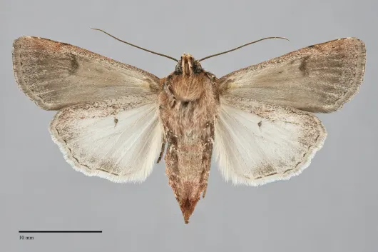 Euxoa mimallonis