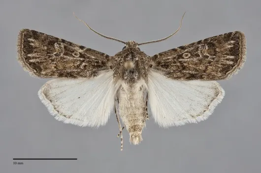 Euxoa misturata