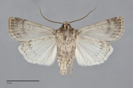 Euxoa misturata