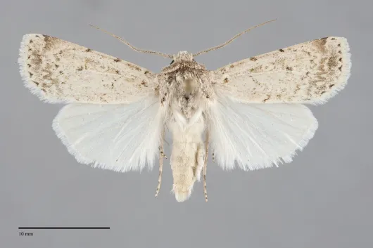Euxoa misturata