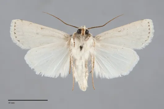 Euxoa misturata
