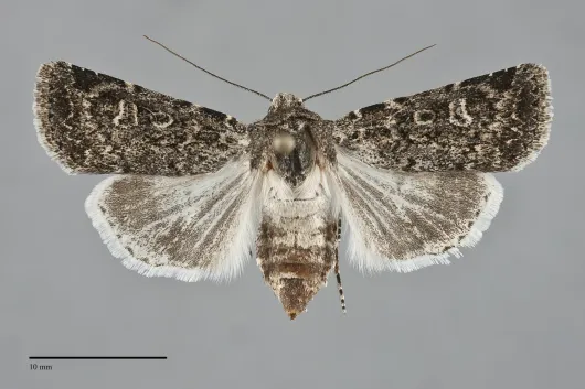 Euxoa misturata