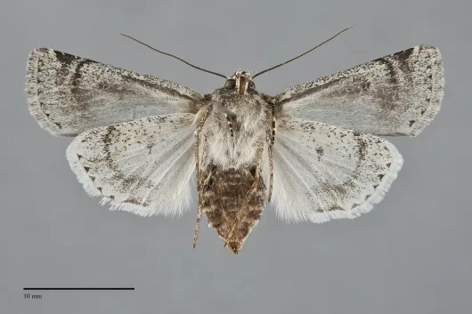 Euxoa misturata