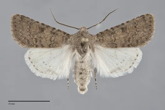 Euxoa mitis