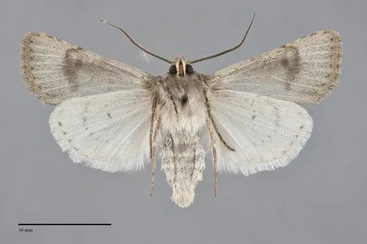 Euxoa mitis