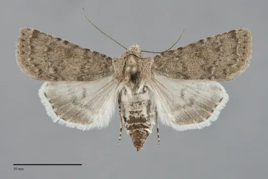 Euxoa mitis