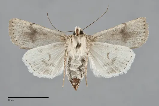 Euxoa mitis