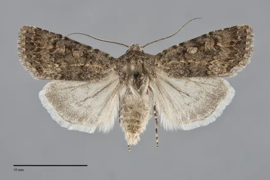 Euxoa moerens