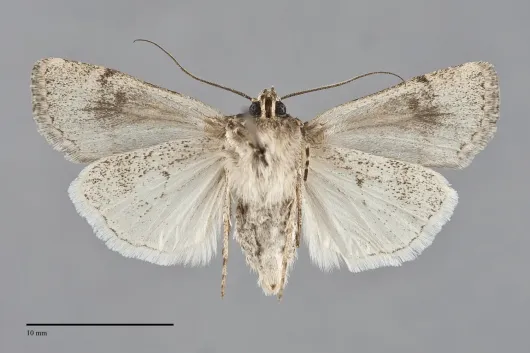 Euxoa moerens