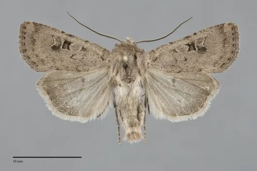 Euxoa munis