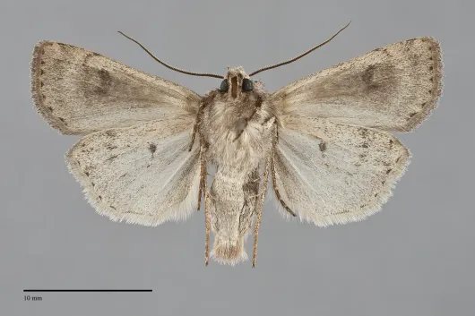 Euxoa munis
