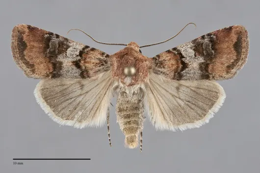 Euxoa murdocki