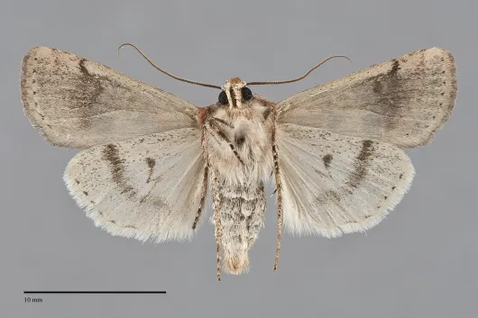 Euxoa murdocki