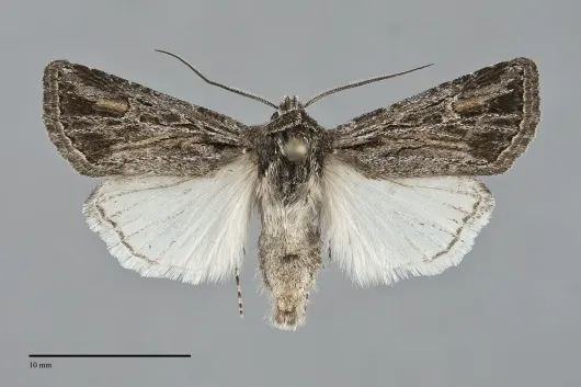 Euxoa nevada