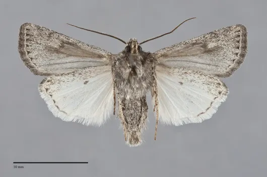Euxoa nevada