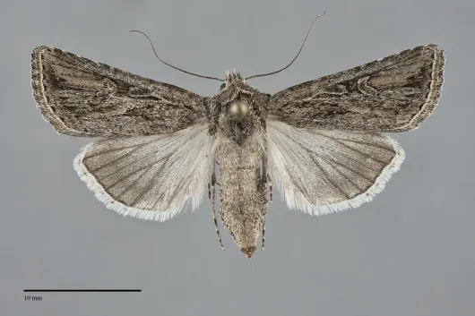 Euxoa nevada
