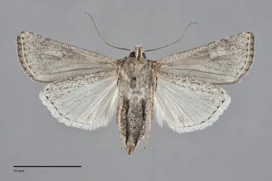 Euxoa nevada