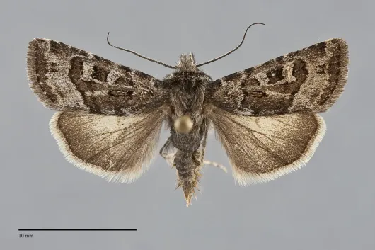 Euxoa nomas