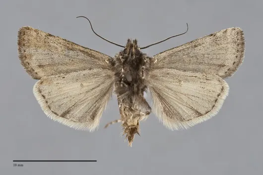 Euxoa nomas