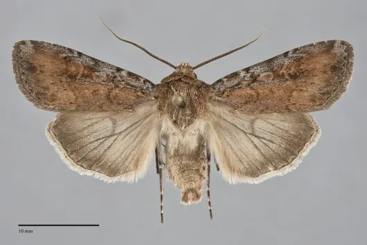 Euxoa nostra