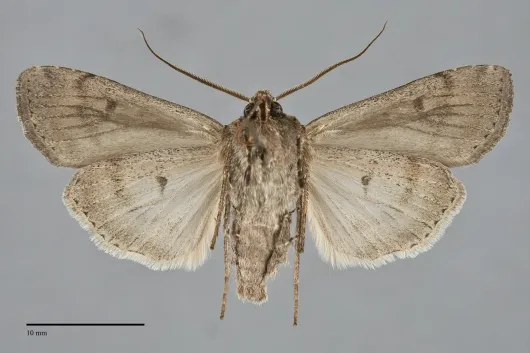 Euxoa nostra