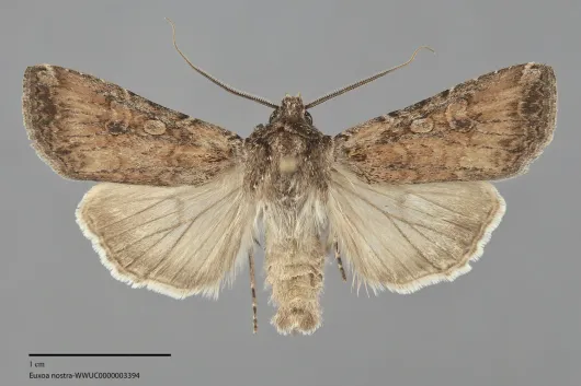 Euxoa nostra