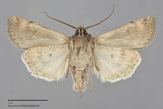 Euxoa nostra