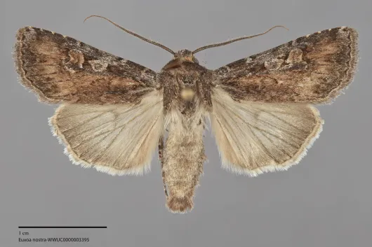 Euxoa nostra
