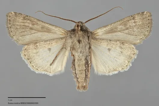 Euxoa nostra