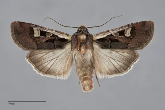 Euxoa obeliscoides