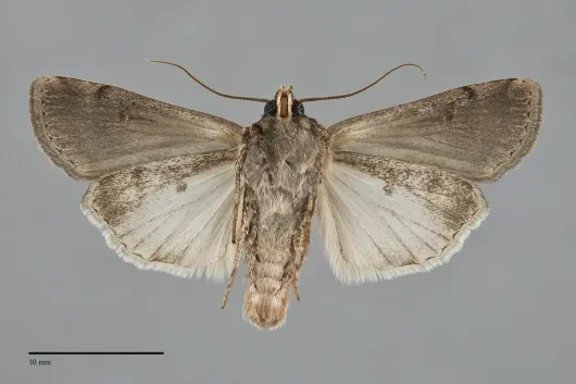 Euxoa obeliscoides